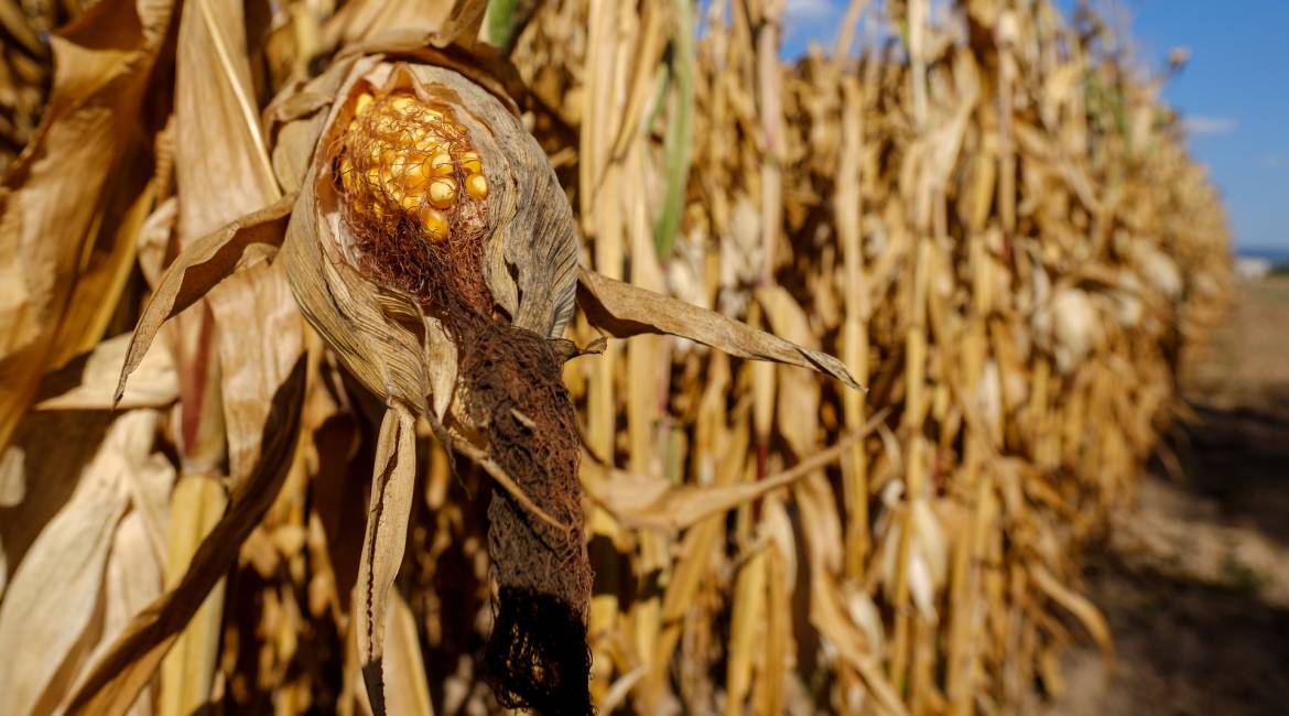 Corn - history and myth