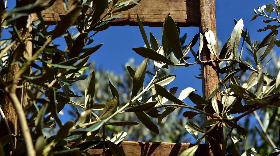 A spasso nel chianti: raccolta delle olive
