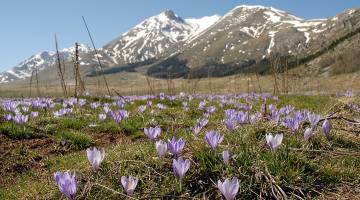 Vegetarian recipes from Italian regions: Abruzzo!