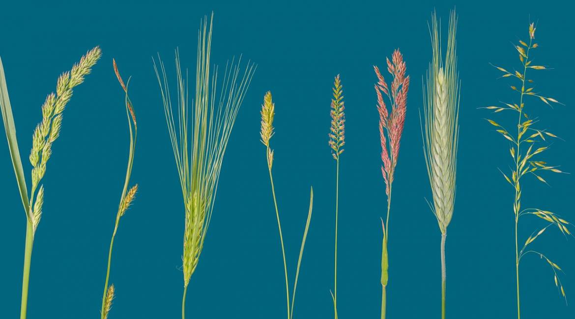 Cereals- Grains of Life