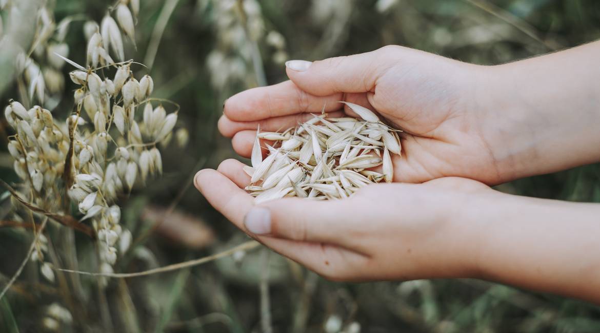 Oats - 100% vegetable strength and nourishment