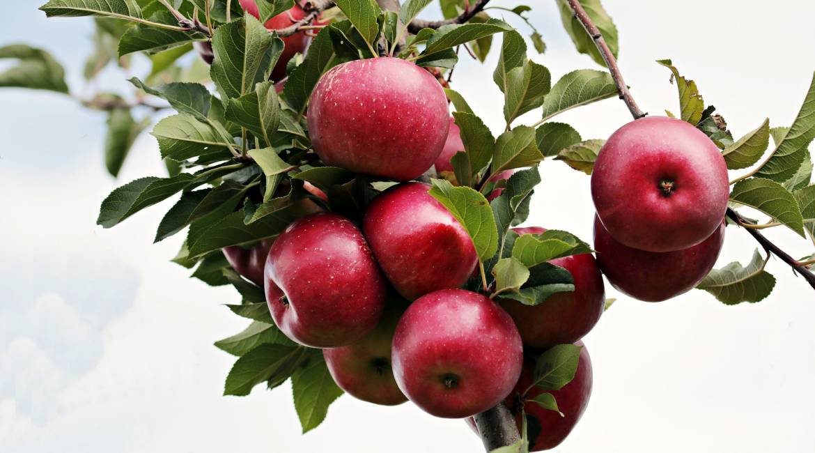 Apple pancakes recipe